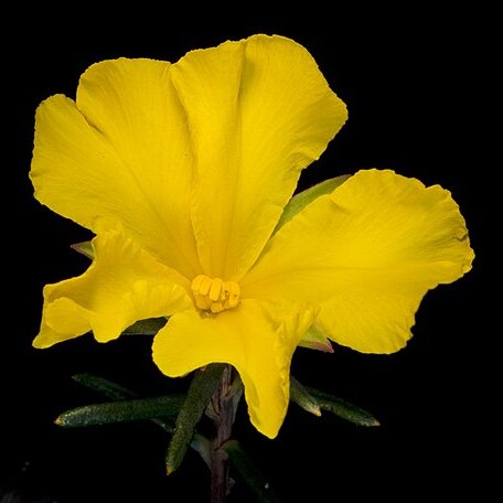 Hibbertia robur unspecified picture