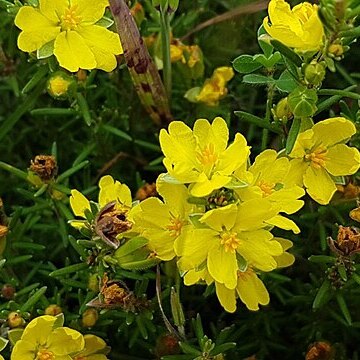 Hibbertia calycina unspecified picture