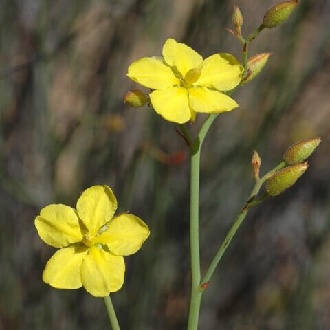 Hibbertia conspicua unspecified picture