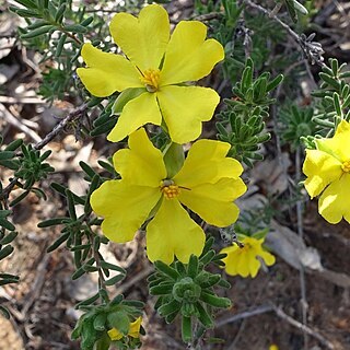 Hibbertia covenyana unspecified picture