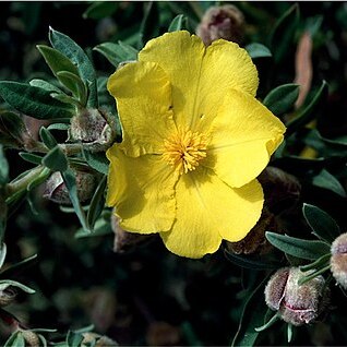 Hibbertia kaputarensis unspecified picture