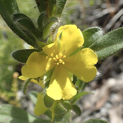 Hibbertia villosa unspecified picture