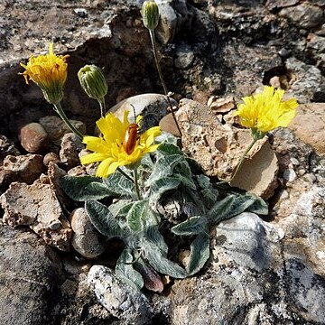 Hieracium mixtum unspecified picture