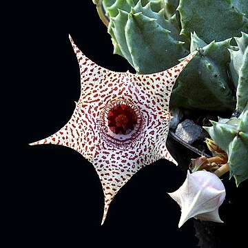 Huernia piersii unspecified picture