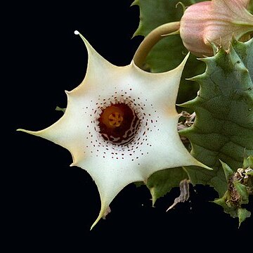 Huernia quinta unspecified picture