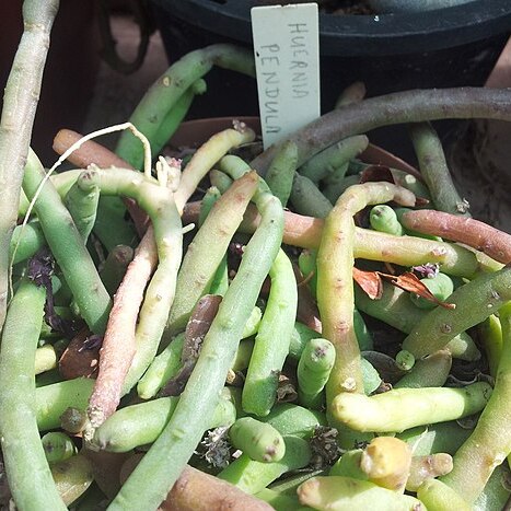 Huernia pendula unspecified picture