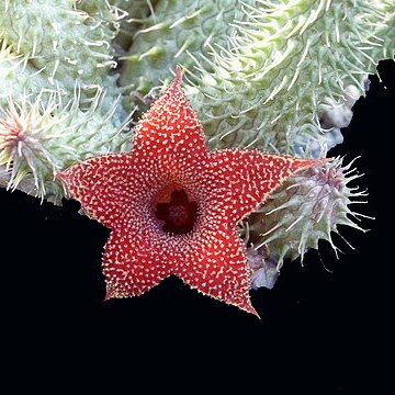 Huernia aspera unspecified picture