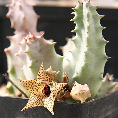 Huernia thuretii unspecified picture