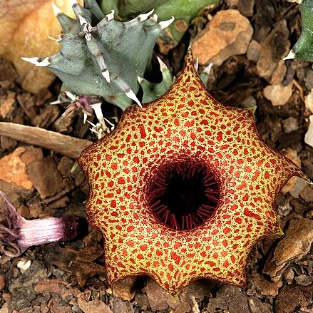 Huernia barbata unspecified picture