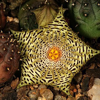 Huernia kennedyana unspecified picture