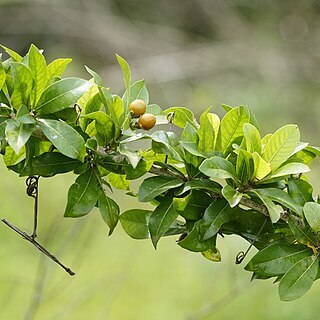 Hugonia unspecified picture