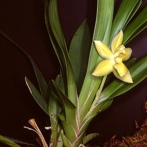 Huntleya citrina unspecified picture