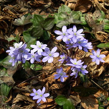 Hepatica unspecified picture