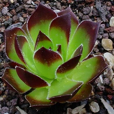 Sempervivum heuffelii unspecified picture