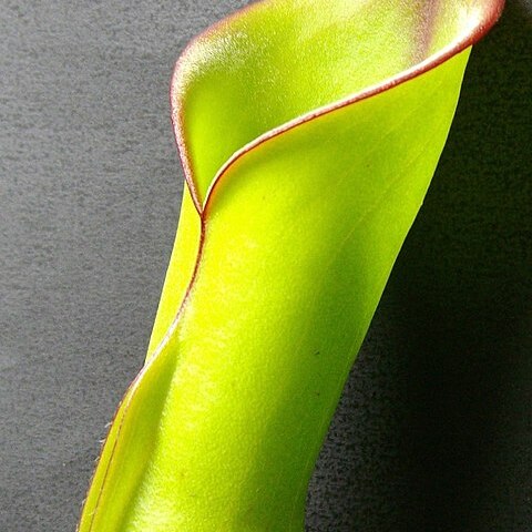 Heliamphora heterodoxa unspecified picture