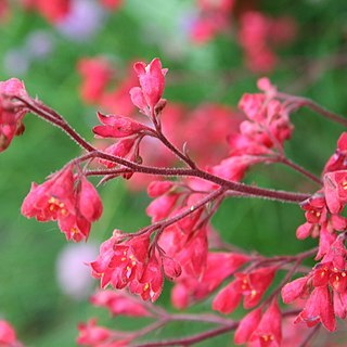 Heuchera unspecified picture