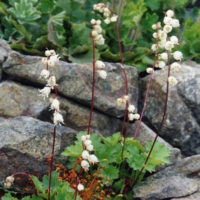 Heuchera hallii unspecified picture