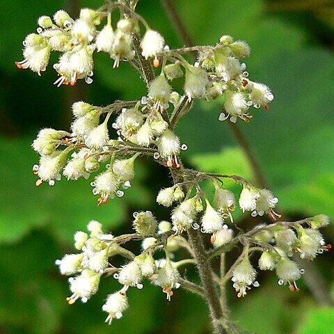 Heuchera maxima unspecified picture