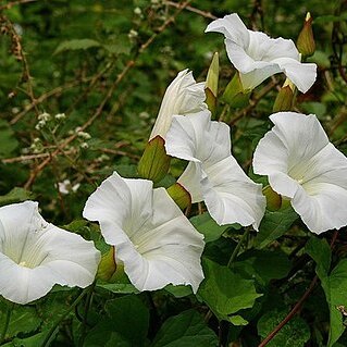 Calystegia sepium subsp. sepium unspecified picture