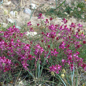 Hedysarum alpinum unspecified picture