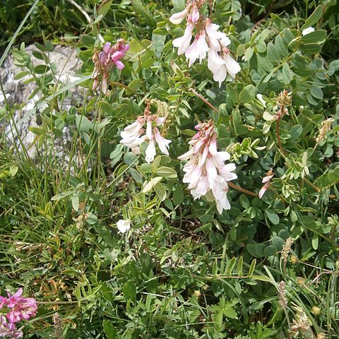 Hedysarum hedysaroides subsp. boutignyanum unspecified picture