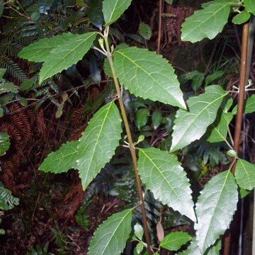 Hedycarya angustifolia unspecified picture