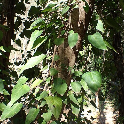 Hedera pastuchovii unspecified picture