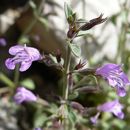 Hedeoma nana unspecified picture