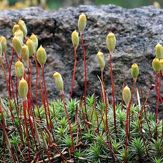 Pogonatum urnigerum unspecified picture