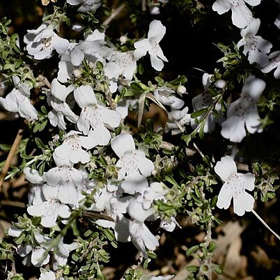 Hemigenia scabra unspecified picture