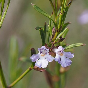 Hemigenia cuneifolia unspecified picture