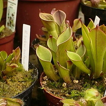 Heliamphora exappendiculata unspecified picture