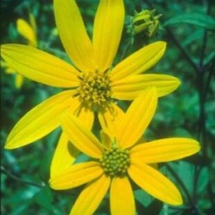 Helianthus schweinitzii unspecified picture