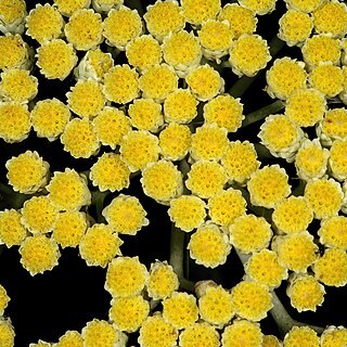 Helichrysum pallidum unspecified picture