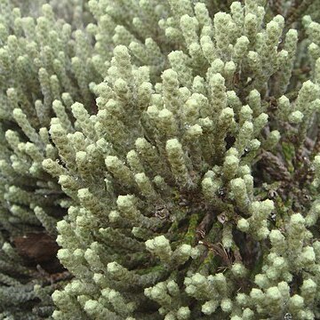 Ozothamnus plumeus unspecified picture