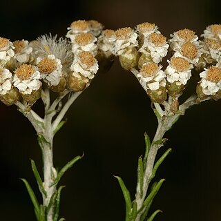 Helichrysum teretifolium unspecified picture