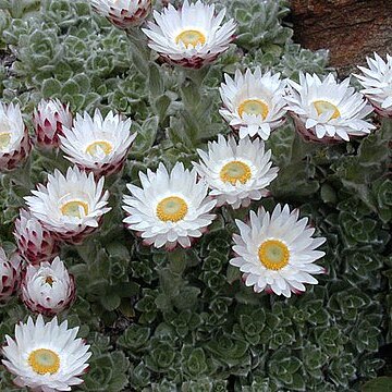 Helichrysum milfordiae unspecified picture