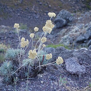 Helichrysum litoreum unspecified picture