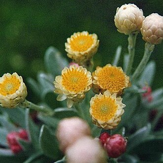 Helichrysum sibthorpii unspecified picture