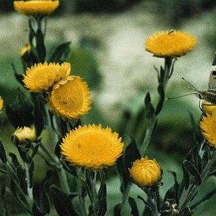 Helichrysum setosum unspecified picture