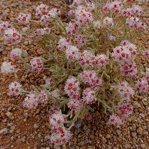 Helichrysum candolleanum unspecified picture