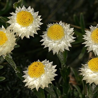 Helichrysum chionosphaerum unspecified picture