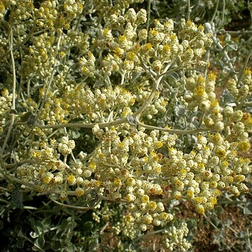 Helichrysum crispum unspecified picture