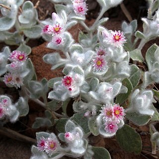 Helichrysum gariepinum unspecified picture