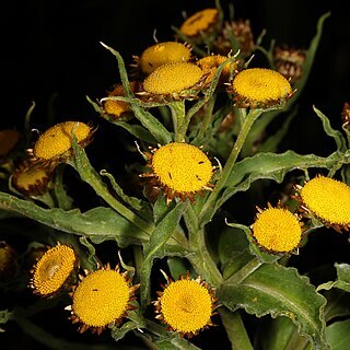 Helichrysum fulvum unspecified picture