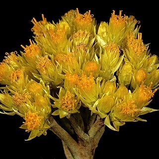 Helichrysum oreophilum unspecified picture