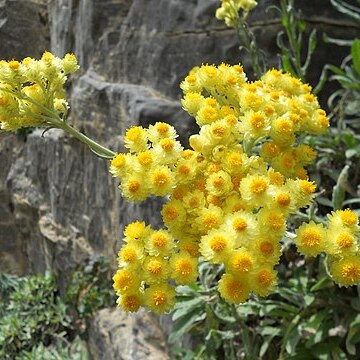 Helichrysum orientale unspecified picture