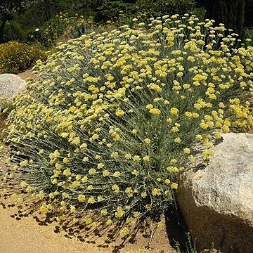 Helichrysum orientale unspecified picture