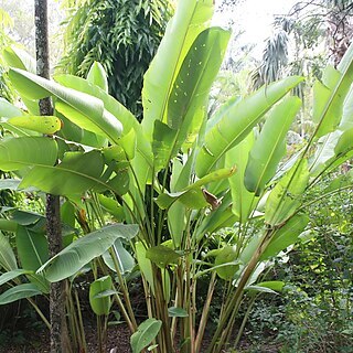 Heliconia pseudoaemygdiana unspecified picture