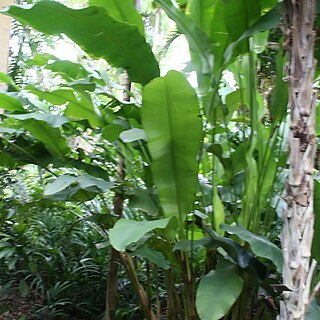 Heliconia rodriguensis unspecified picture